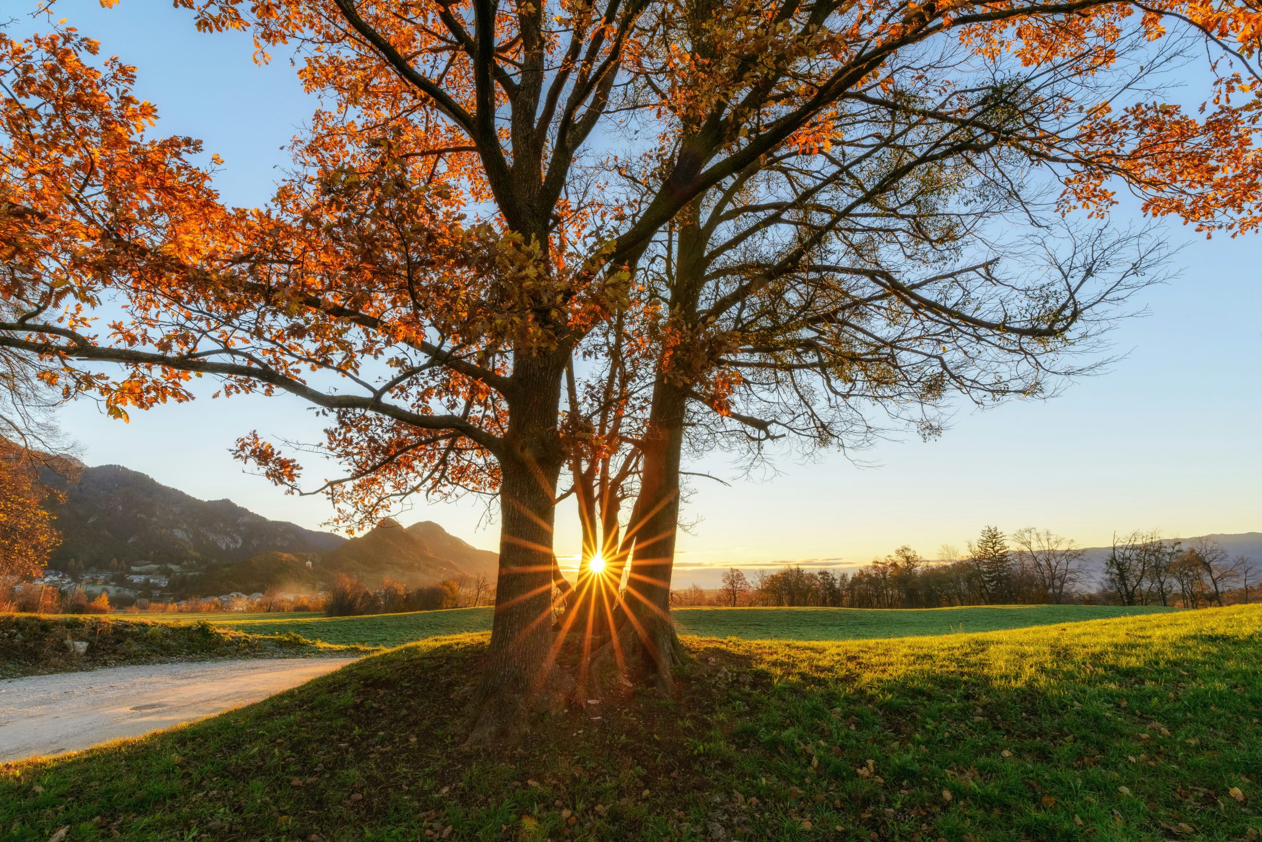 The Sun Setting Behind A Tree