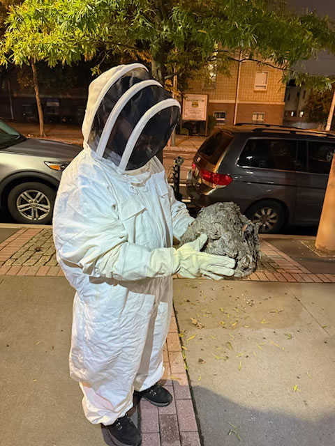 Bee Hive Removal