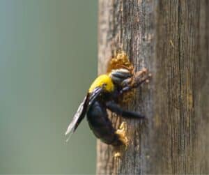 carpenter bees