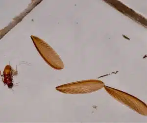 termites wings